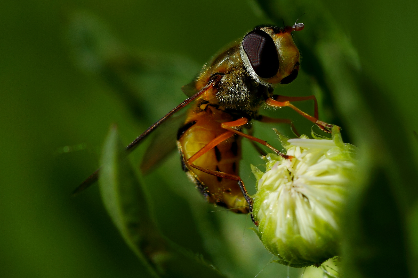 Schwebefliege