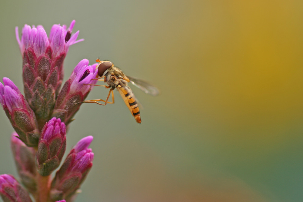 Schwebefliege