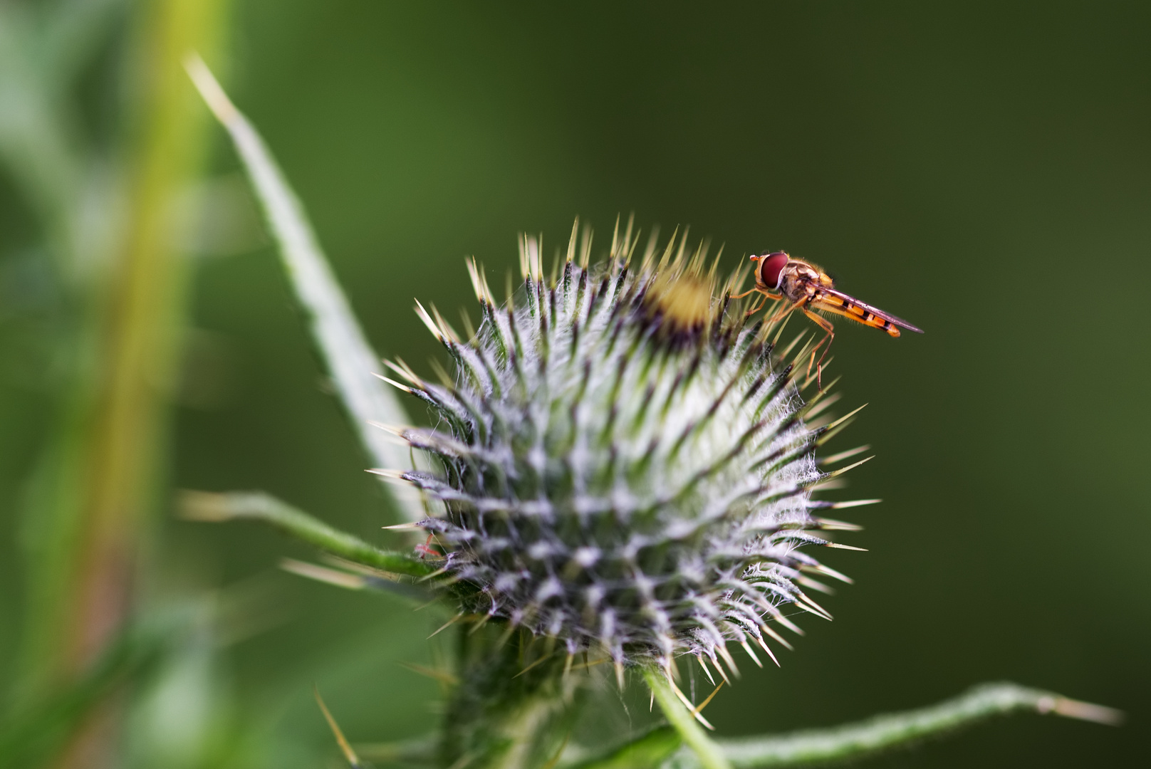 Schwebefliege