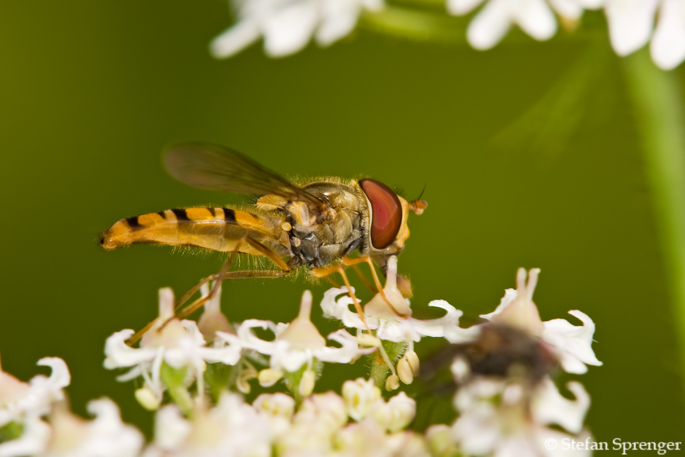 Schwebefliege