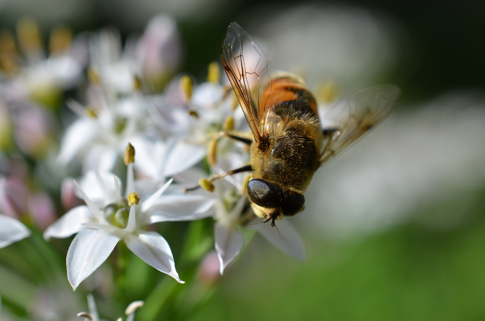 Schwebefliege