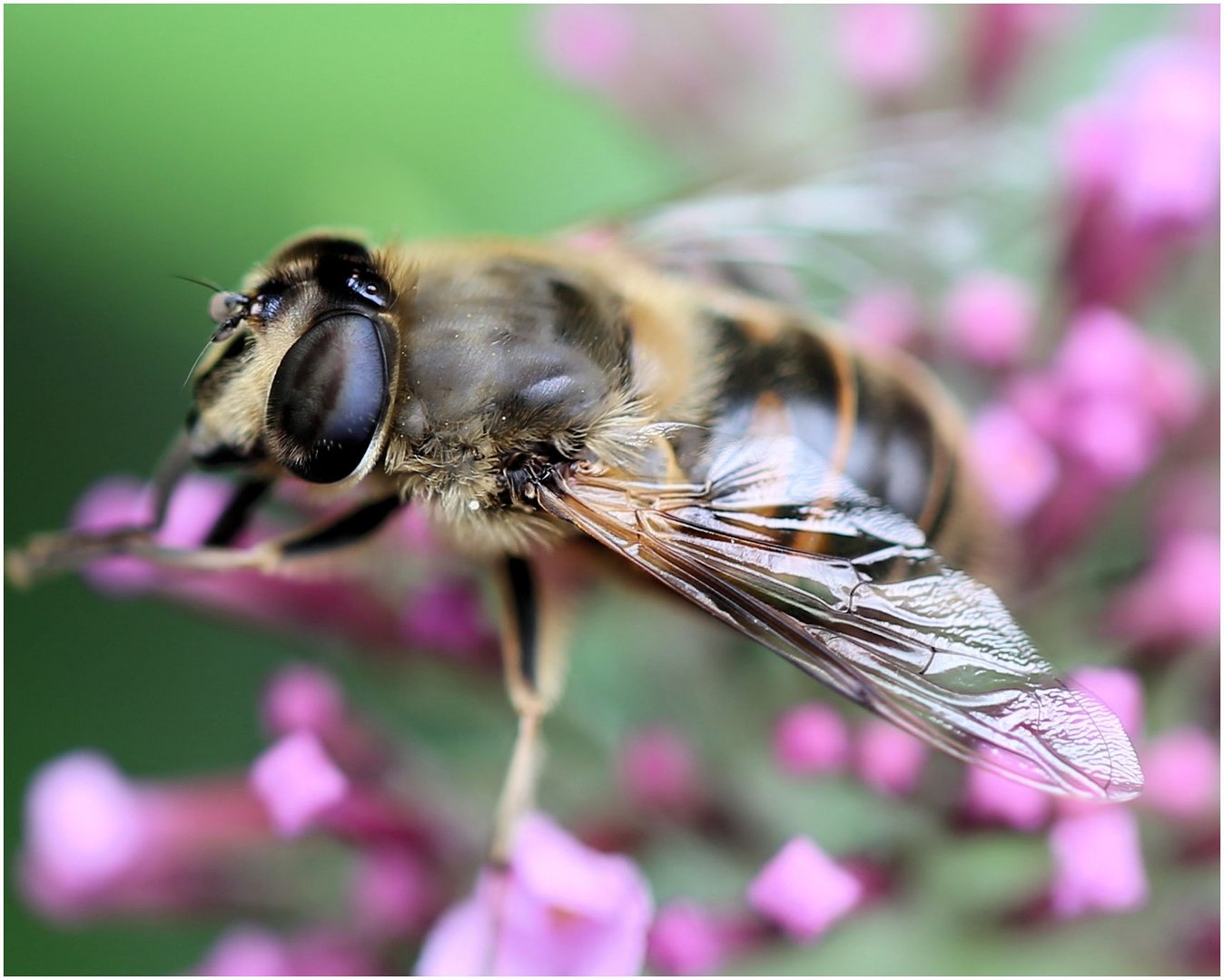 Schwebefliege-1-