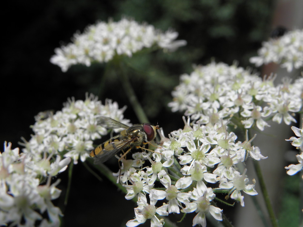 Schwebefliege