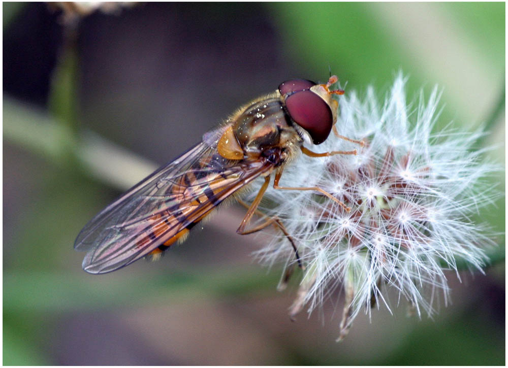 Schwebefliege