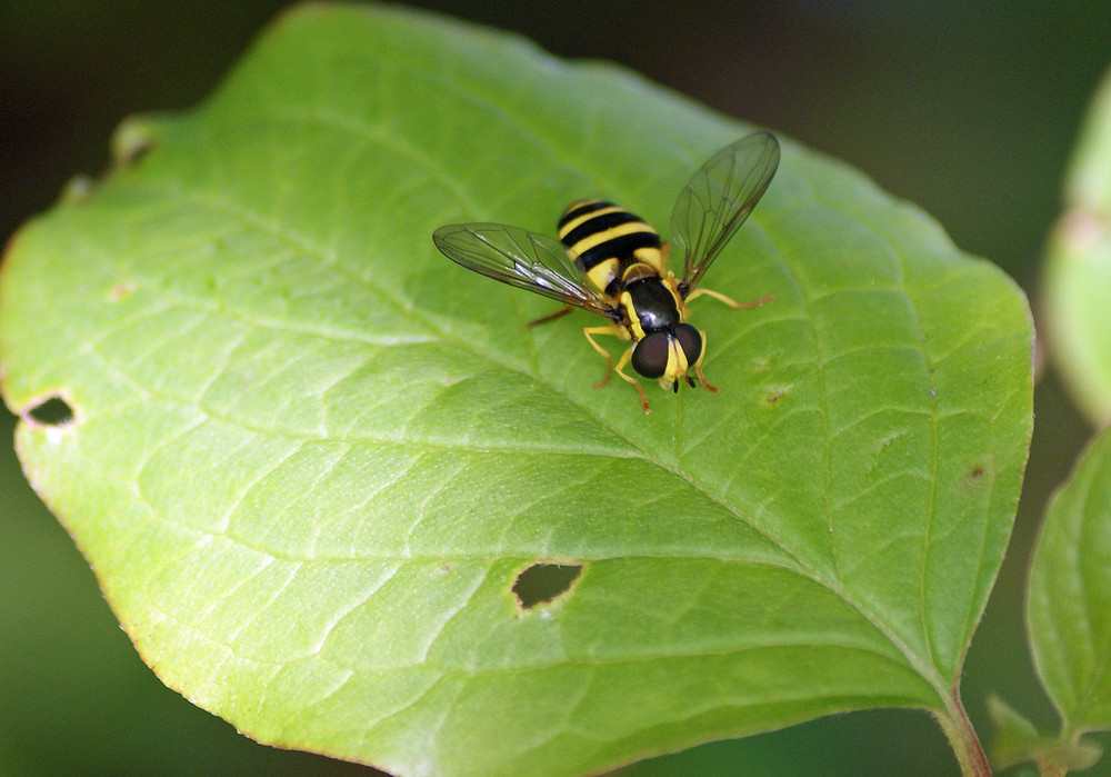 Schwebefliege