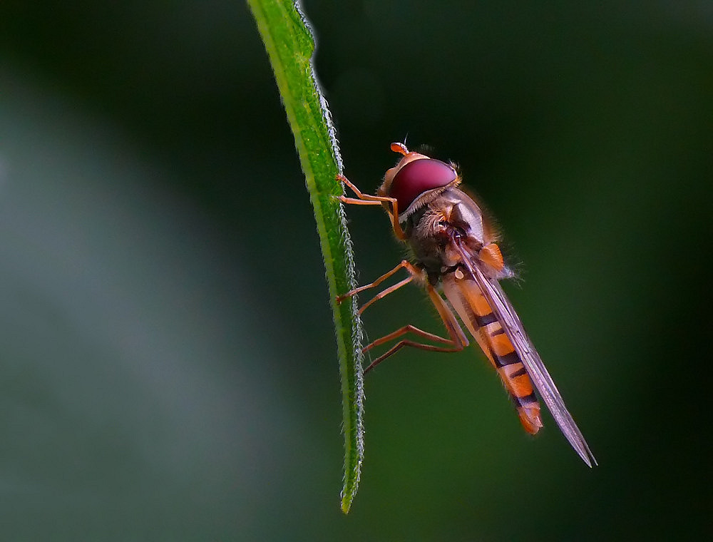 Schwebefliege