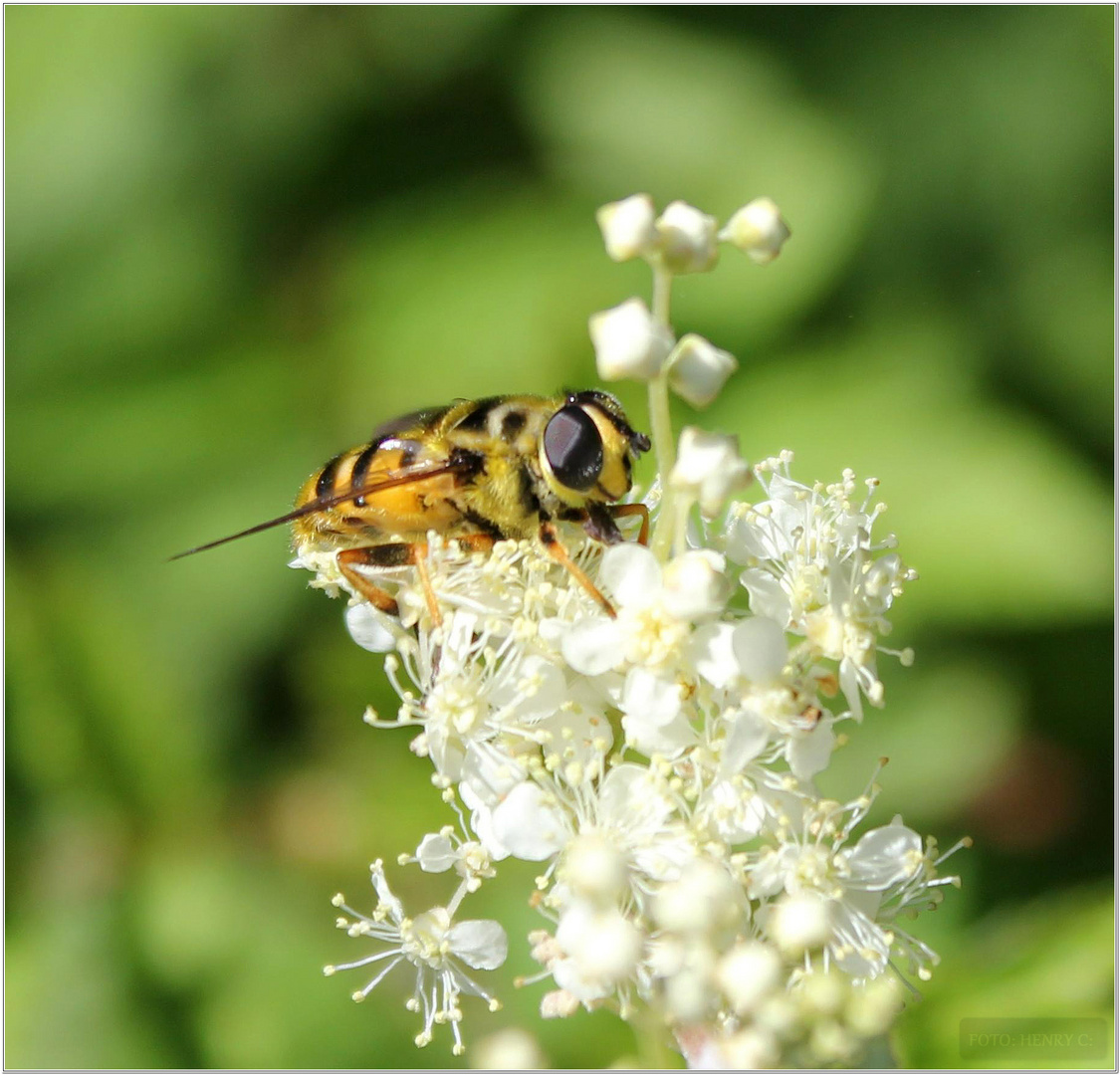 Schwebefliege