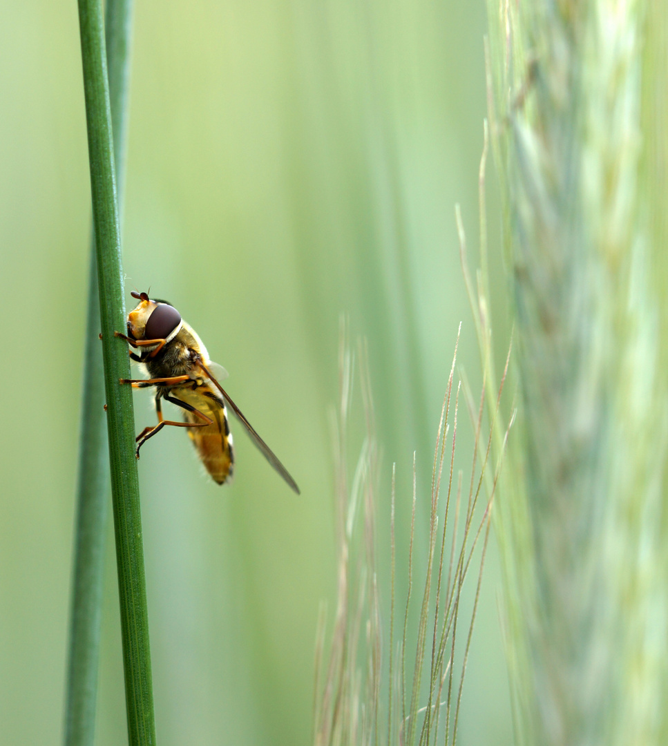 Schwebefliege