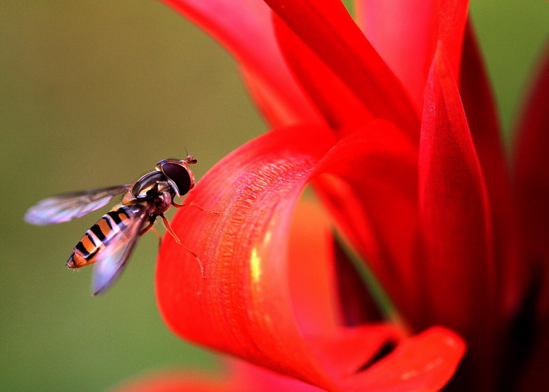 Schwebefliege