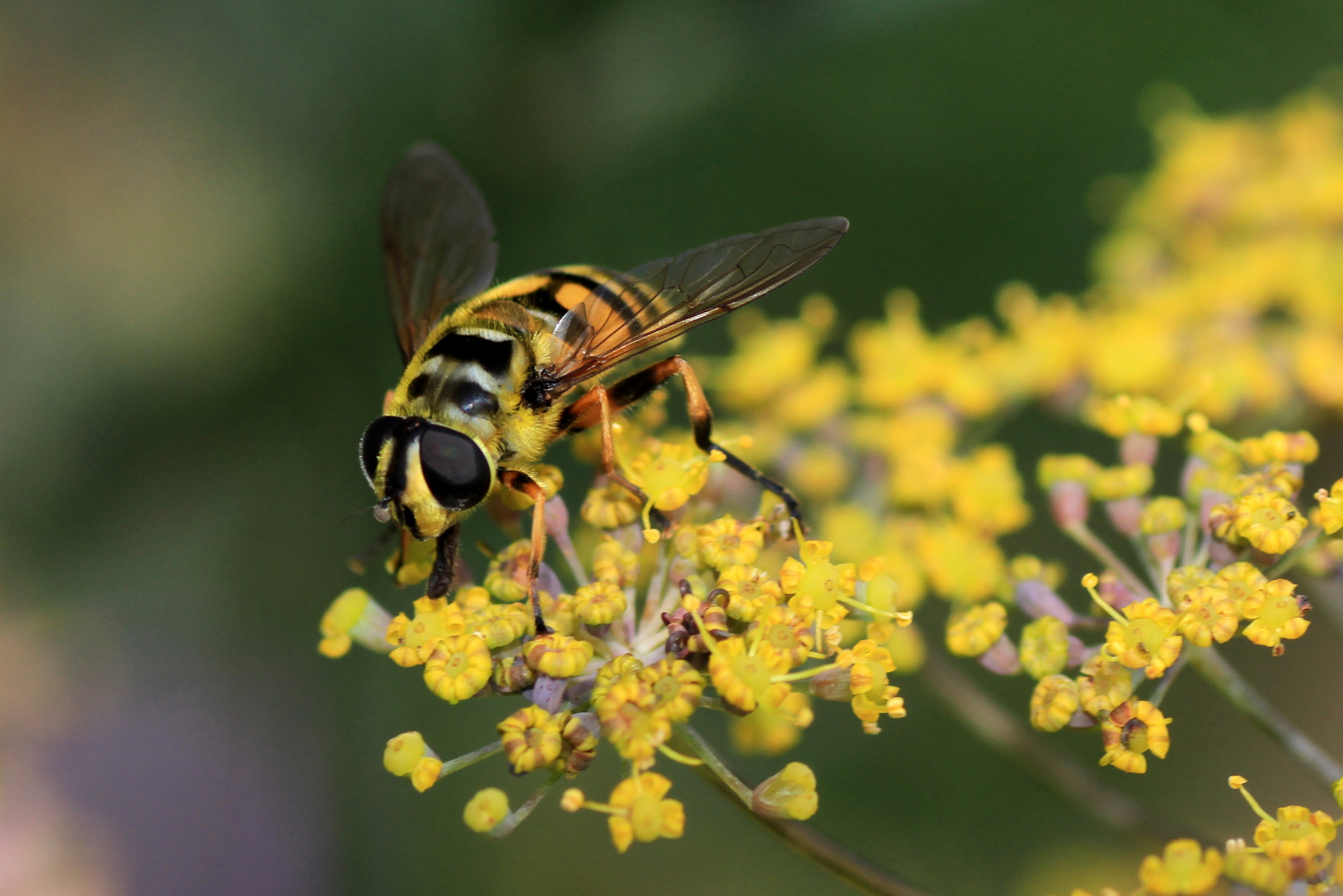 Schwebefliege