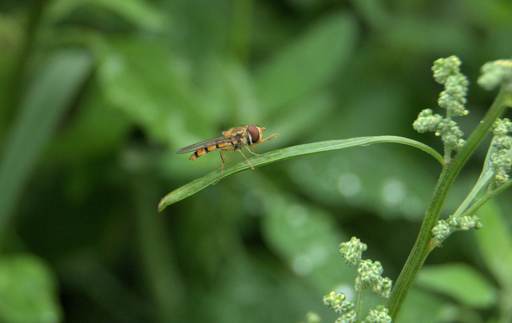 Schwebefliege