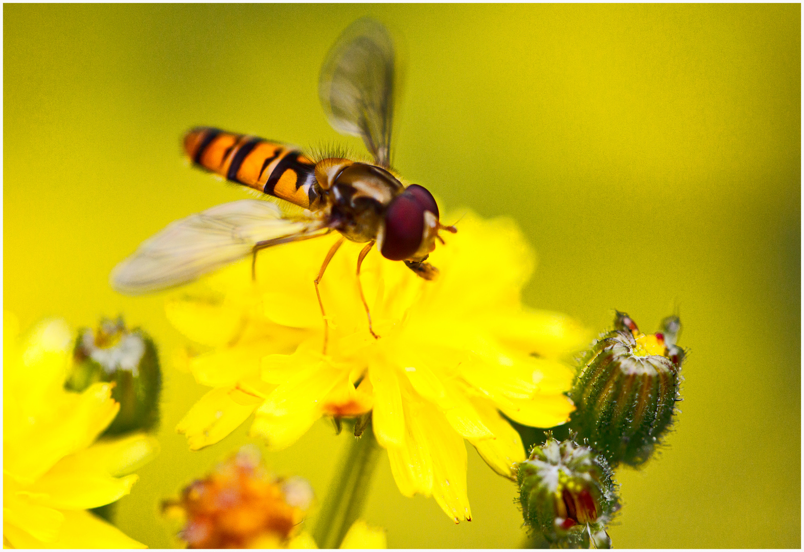 Schwebefliege