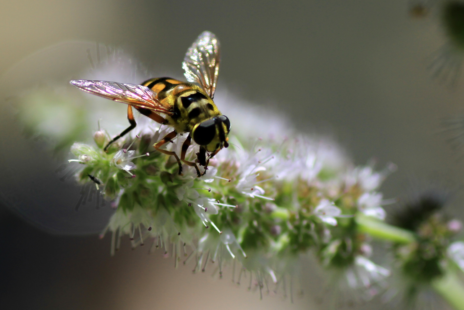 Schwebefliege