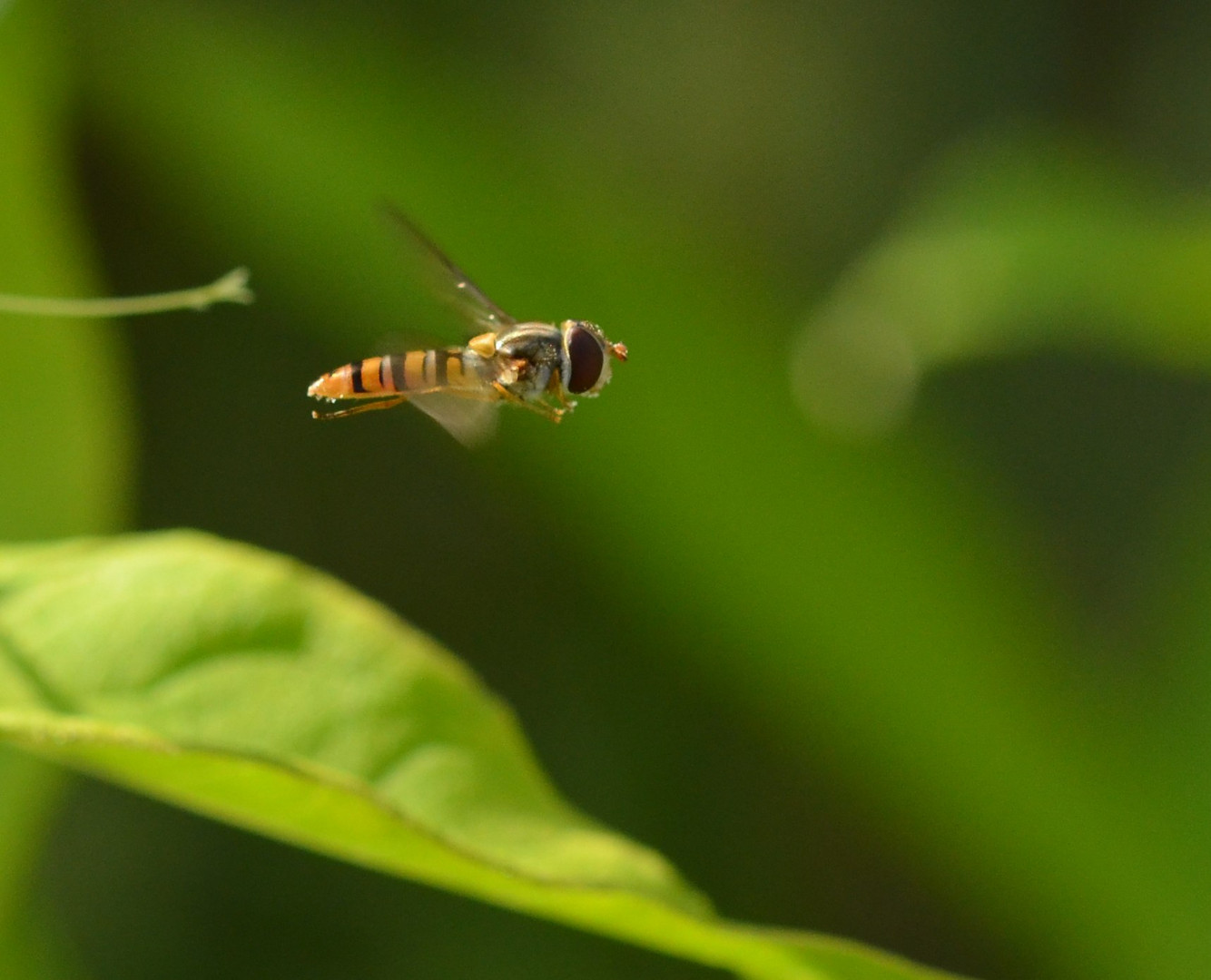 Schwebefliege