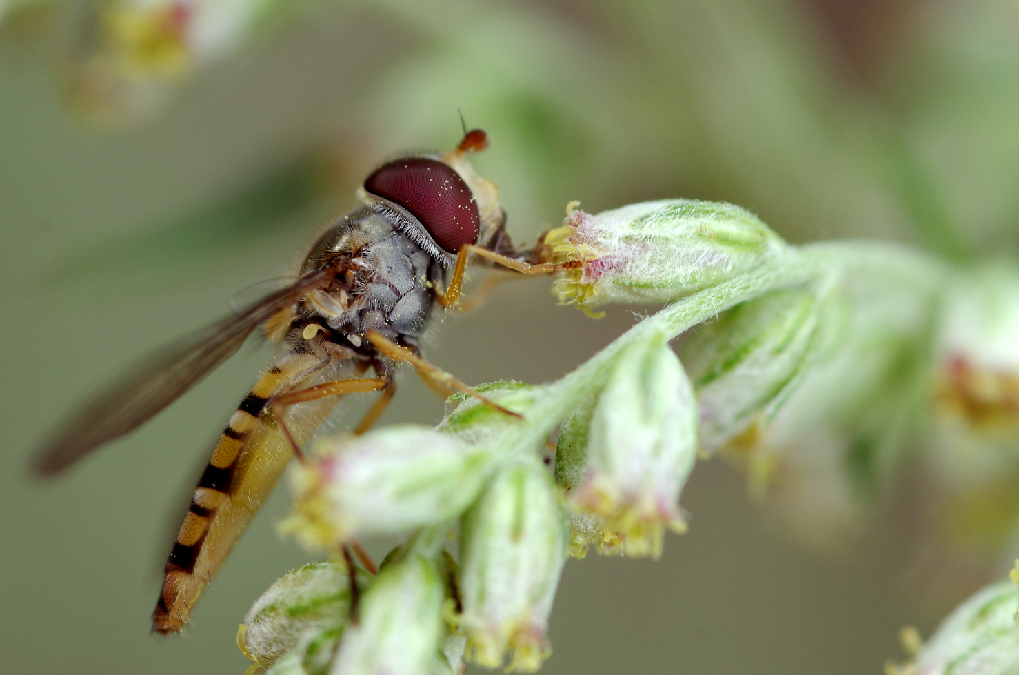 schwebefliege.