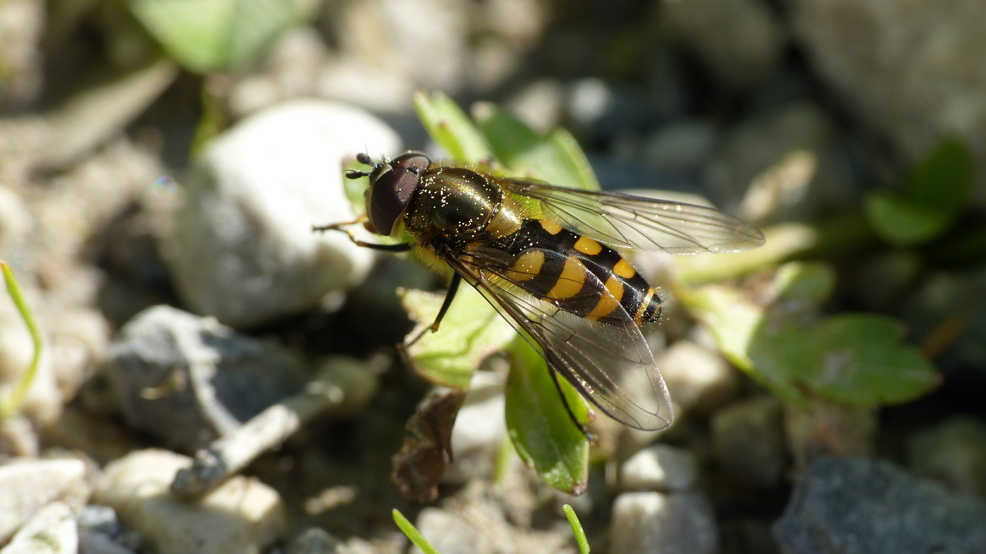 Schwebefliege