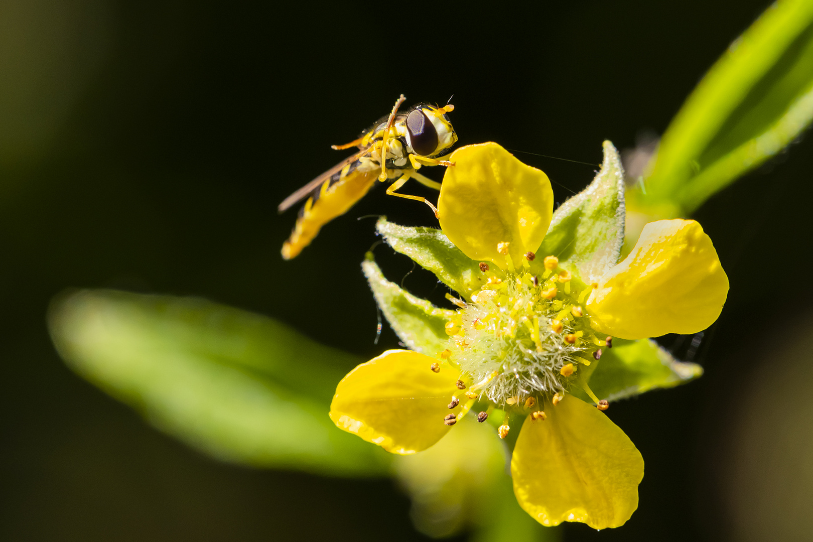 Schwebefliege