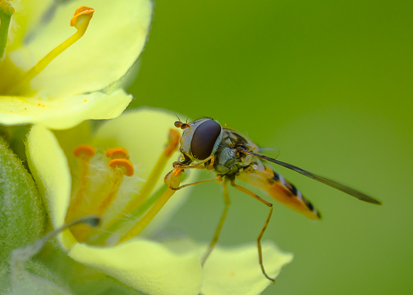 Schwebefliege