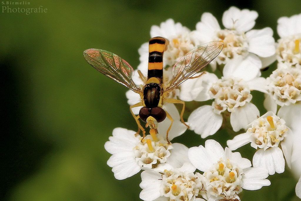 Schwebefliege