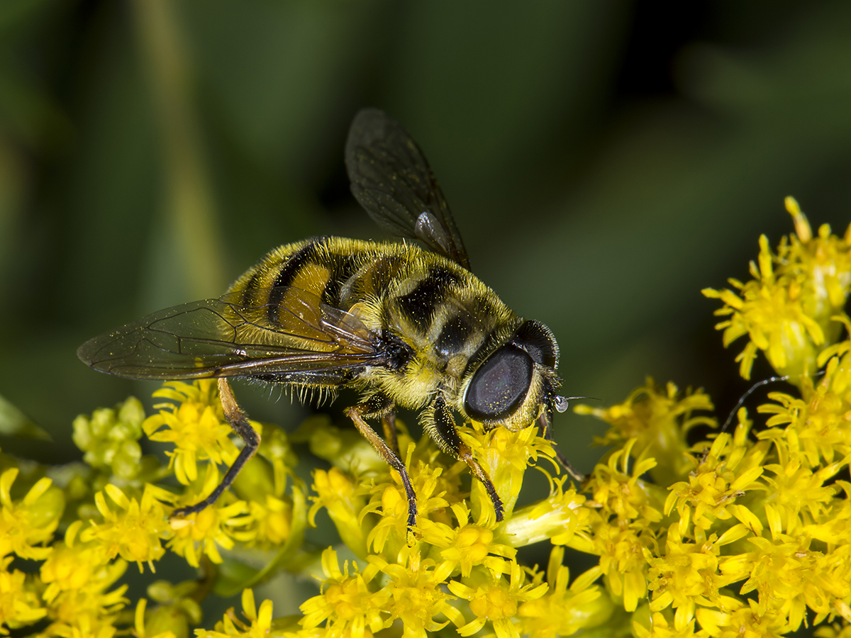 Schwebefliege