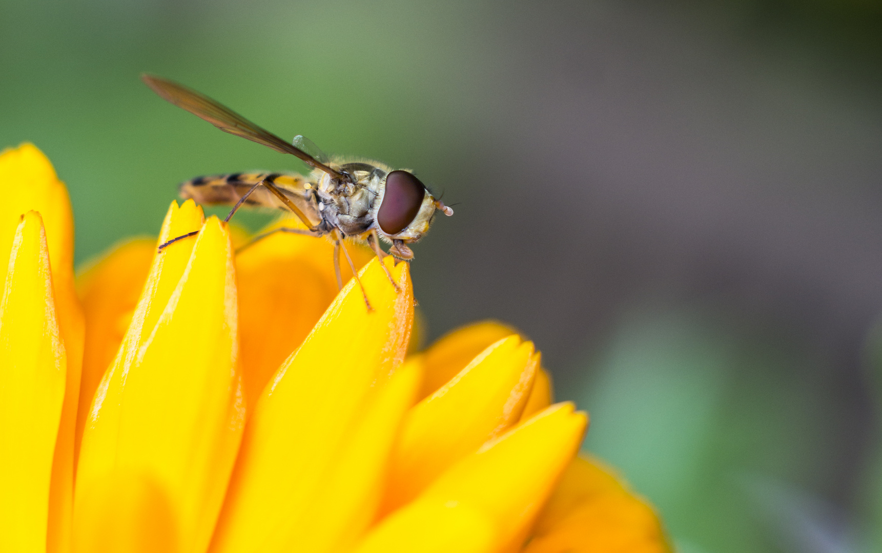 Schwebefliege