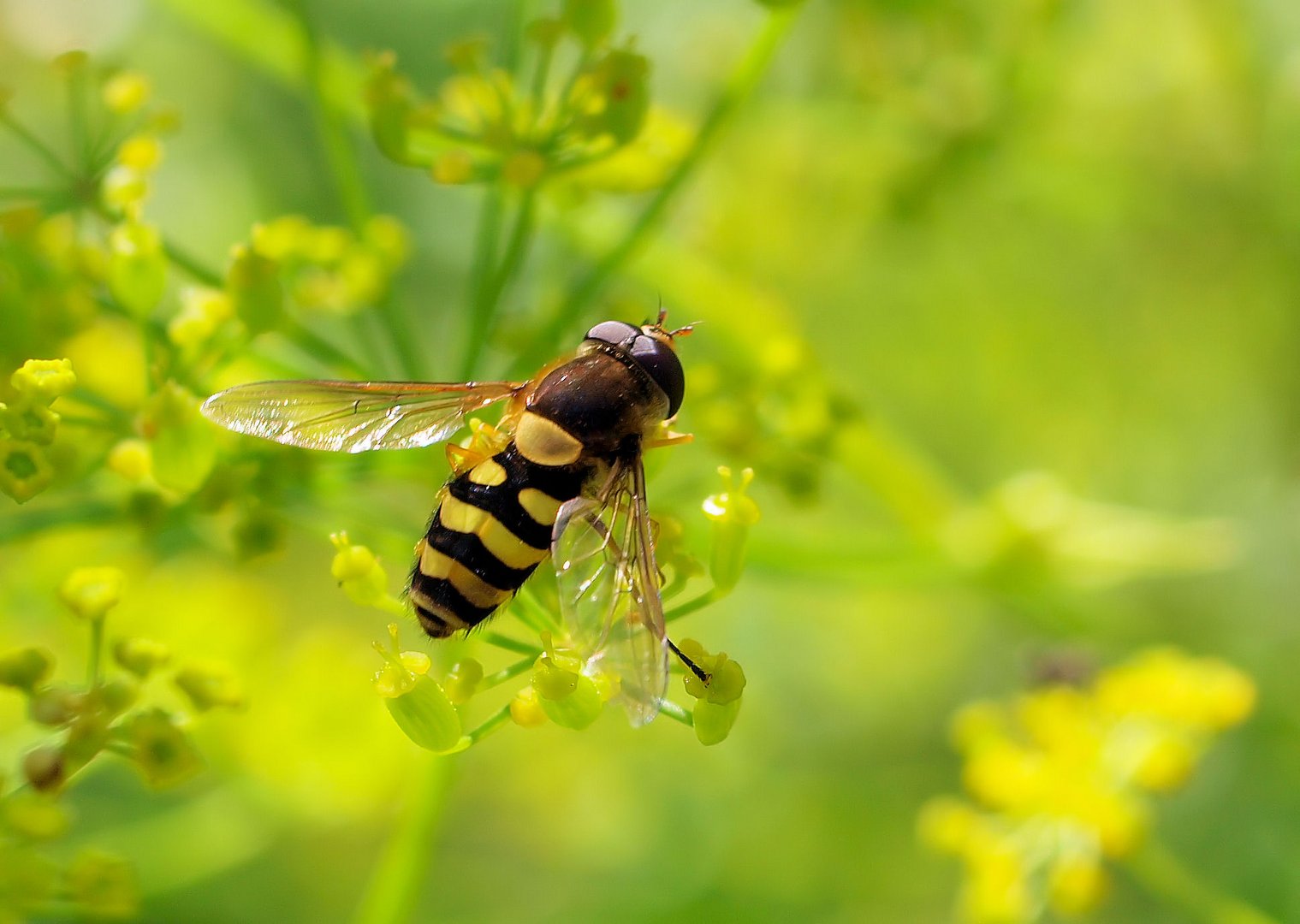 Schwebefliege