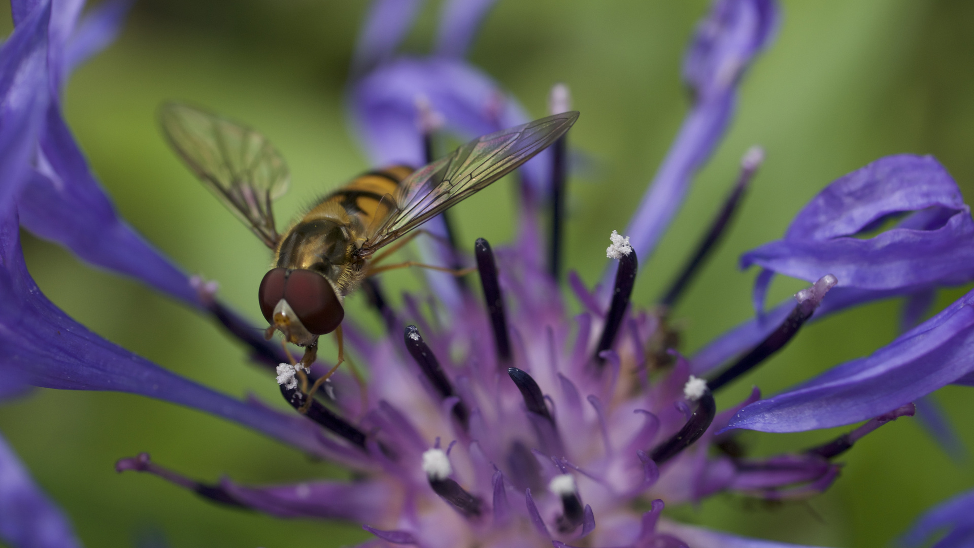 Schwebefliege