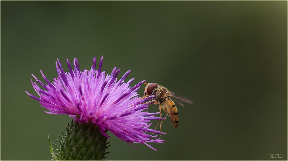 Schwebefliege