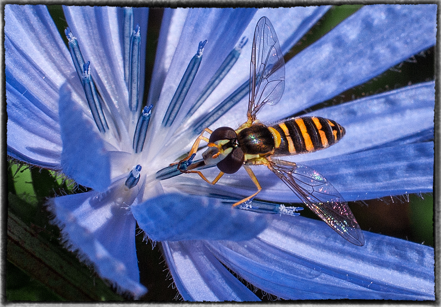 Schwebefliege