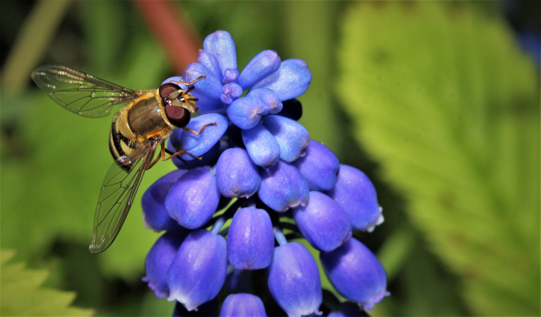 Schwebefliege