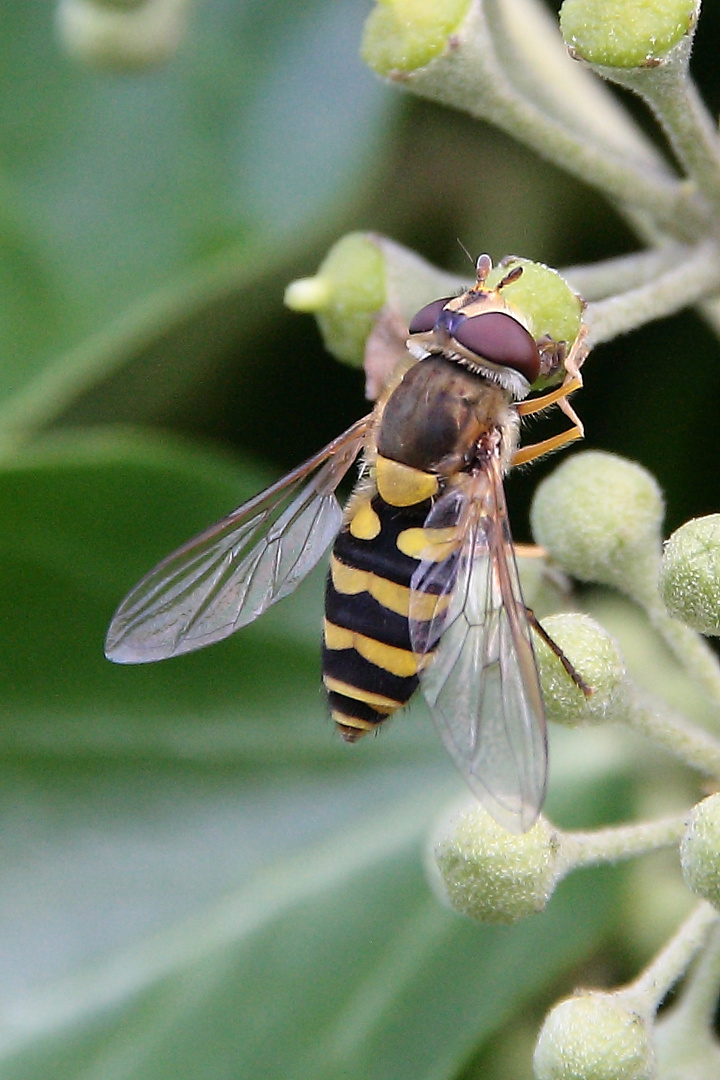 Schwebefliege