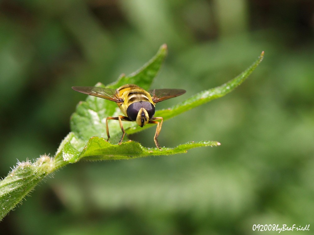 Schwebefliege