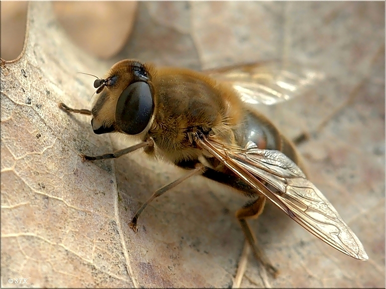 Schwebefliege