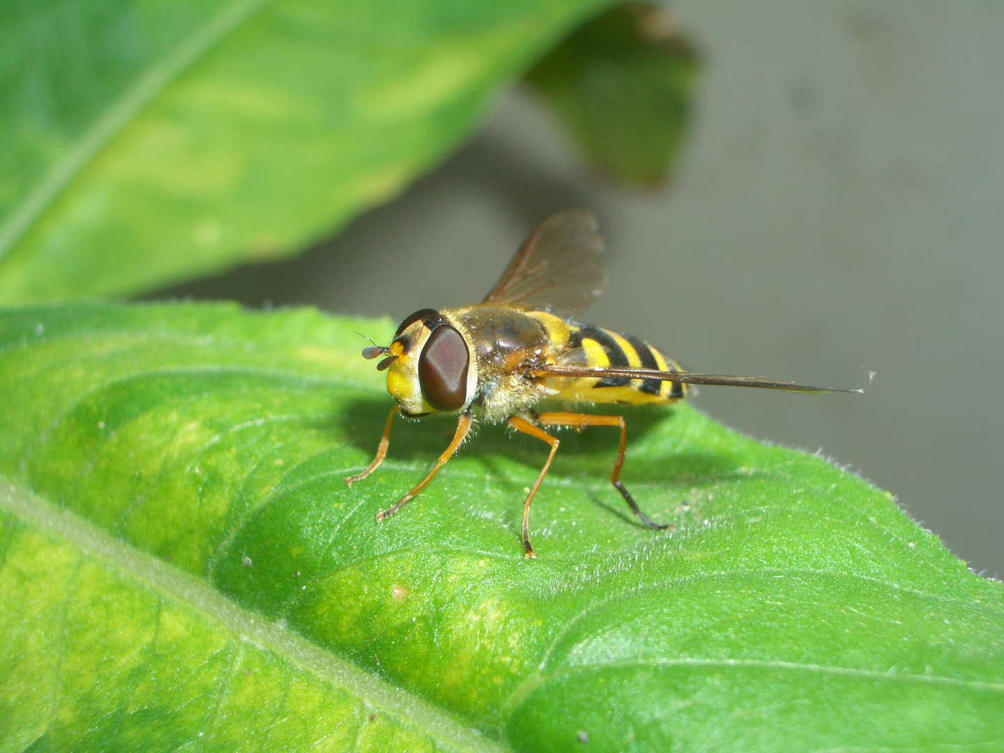 Schwebefliege