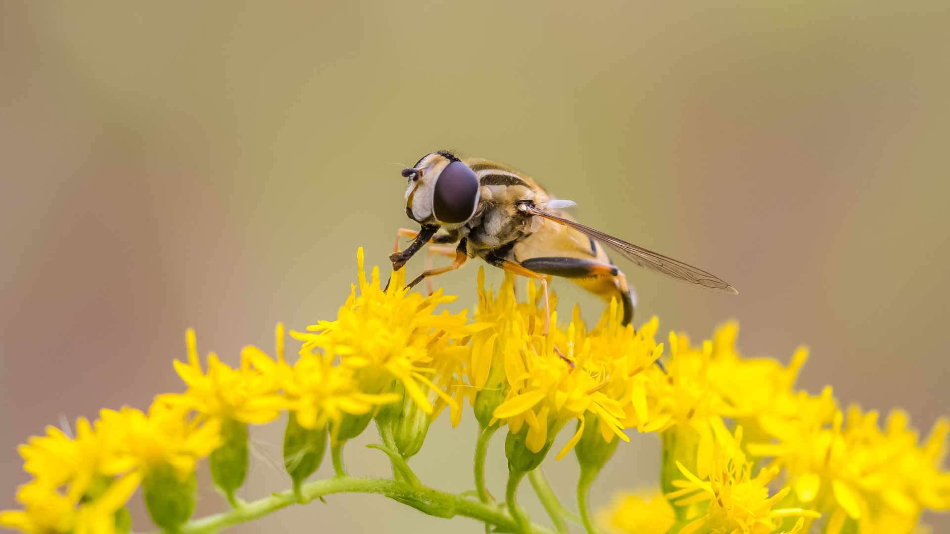 Schwebefliege