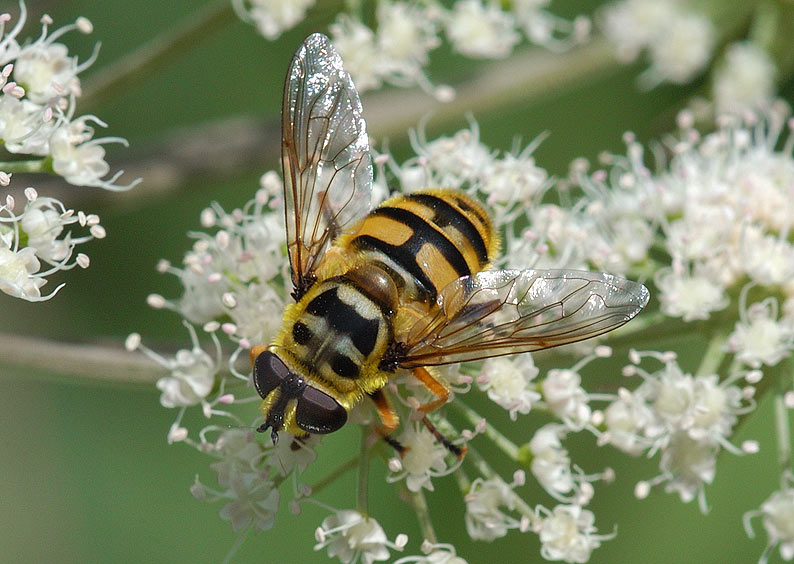 Schwebefliege