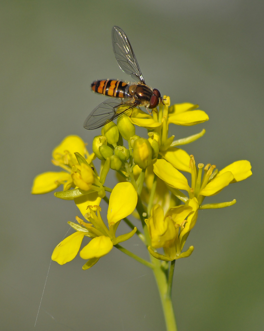 Schwebefliege