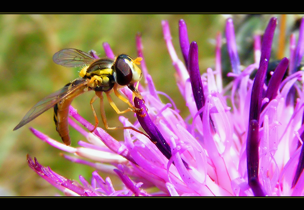 Schwebefliege