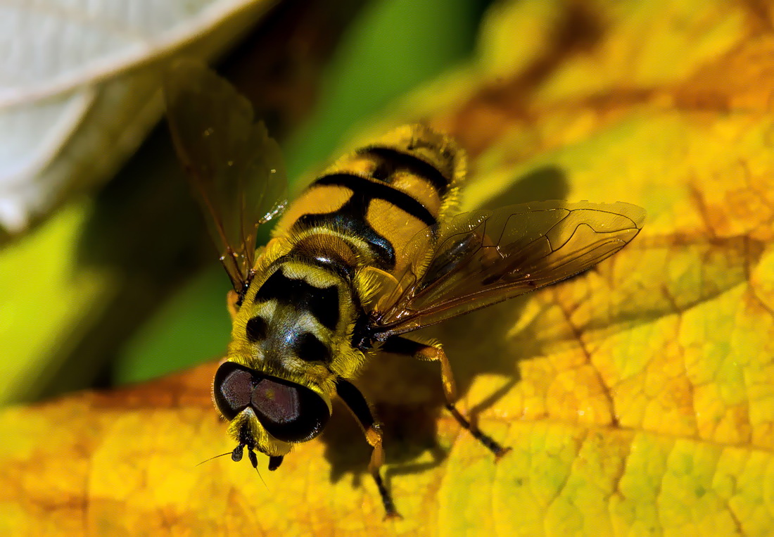 Schwebefliege