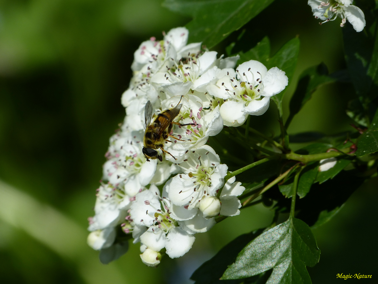 Schwebefliege