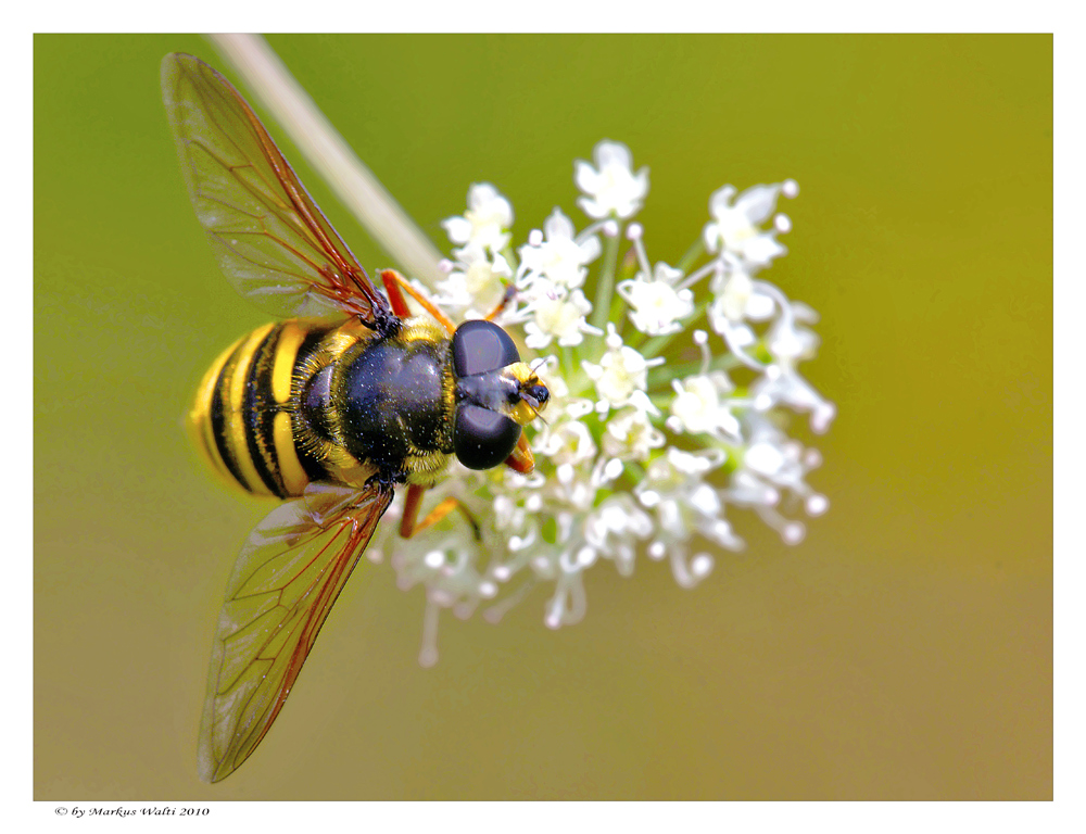 Schwebefliege