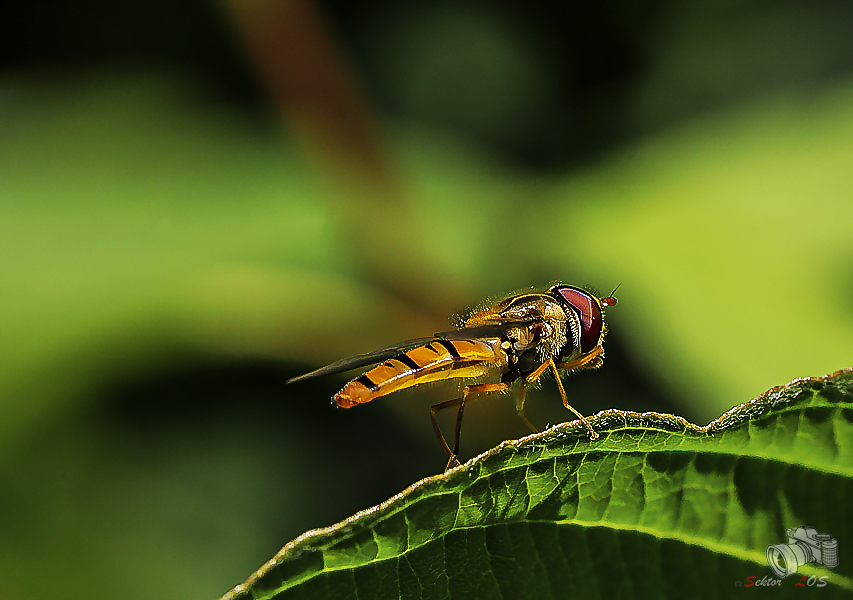 Schwebefliege