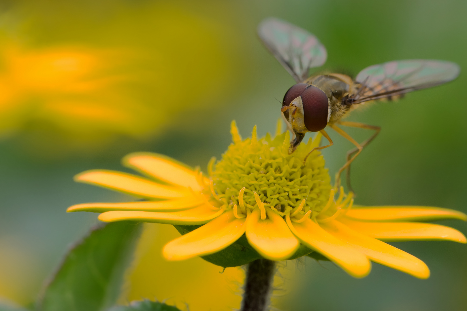 Schwebefliege