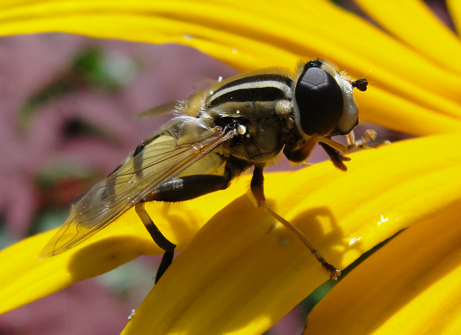 Schwebefliege