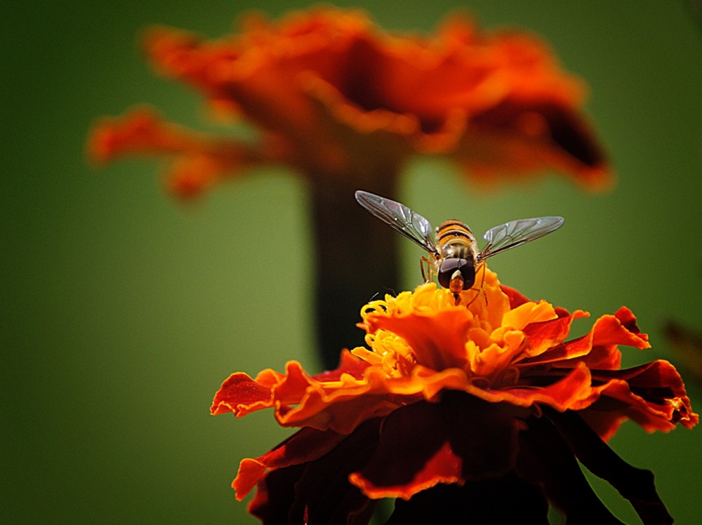 Schwebefliege