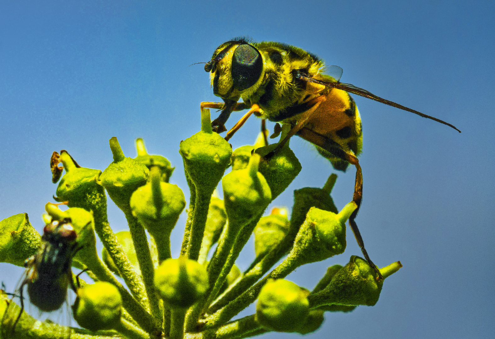 Schwebefliege