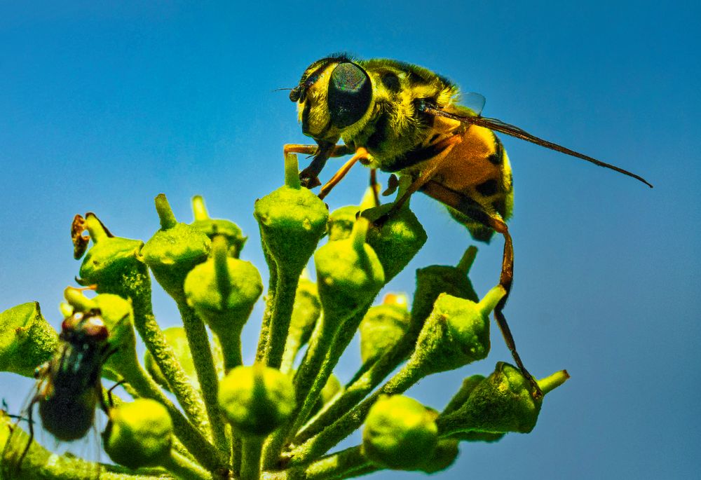 Schwebefliege