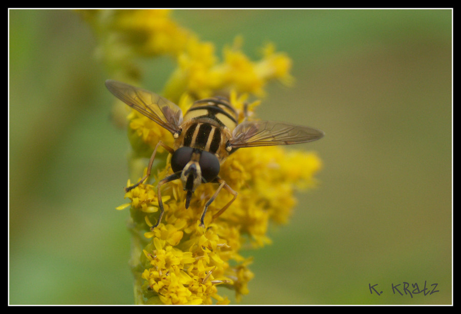 Schwebefliege