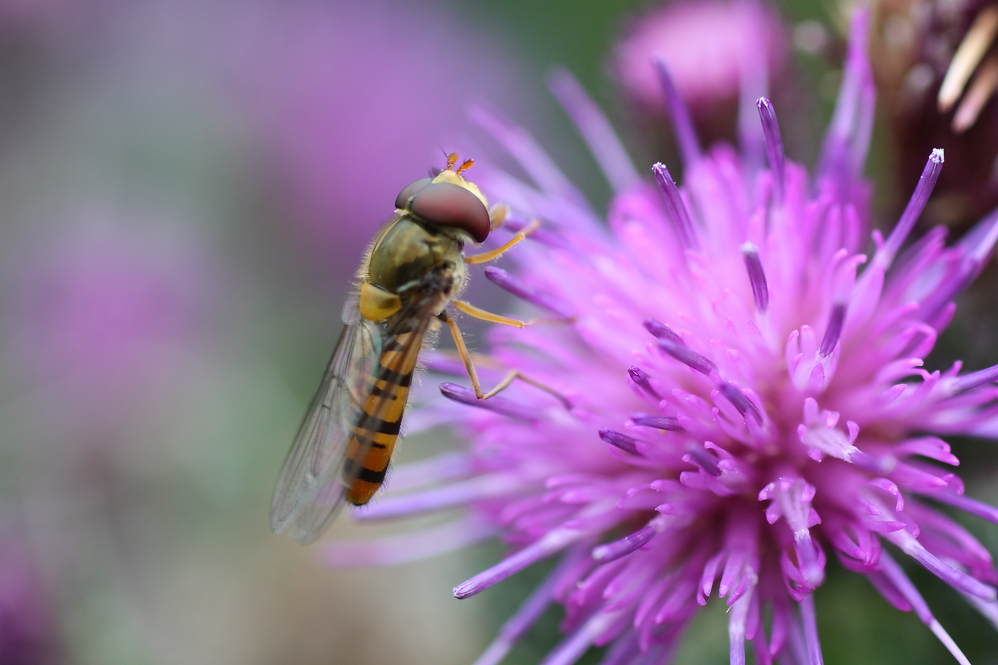 Schwebefliege