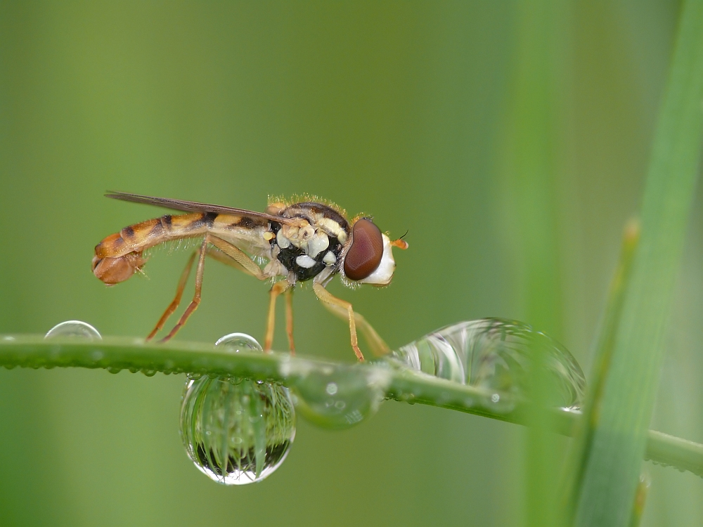 Schwebefliege